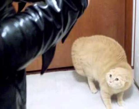 Scaredy Cat Says No To Halloween Myfanatic