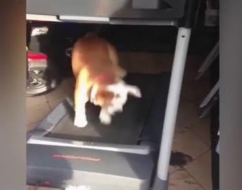Could anyone love the treadmill more than this bulldog we dont t