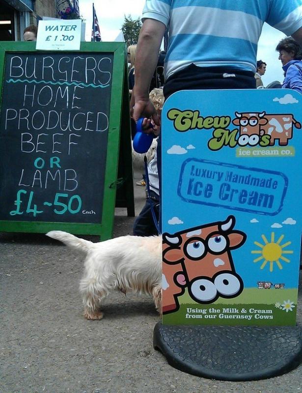 Is It a Cow or a Dog?